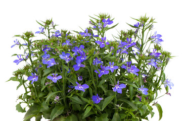 A sprig of blue lobelia on a white background.