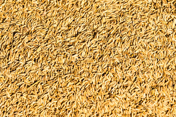 rice grain