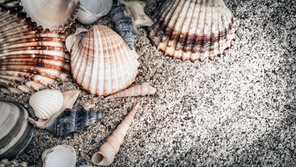 shells