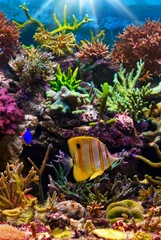 Crédence de cuisine Sous-marin poissons tropicaux sur un récif de corail  © Vitaly Korovin