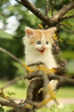 Cute kitten climbing tree and meowing funny