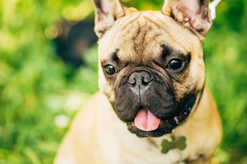 Dog French Bulldog