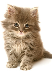 Beautiful persian little kitten