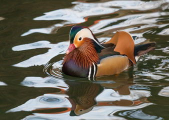 Mandarin Duck