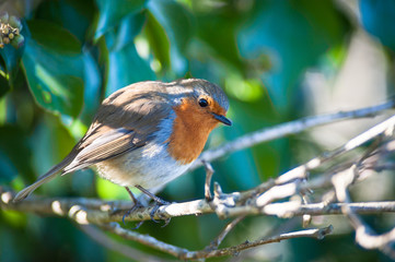 red robin bird resting in a tree