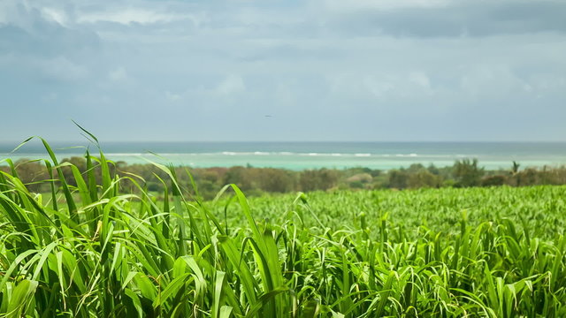 Sugar cane field with sea and horizon in distant background