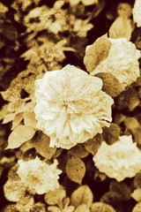 Vintage roses