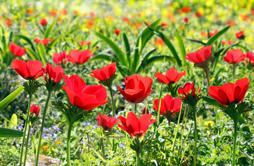 red poppies