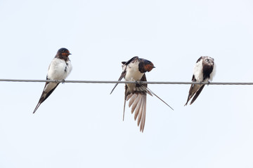 Barn Swallow (Hirundo rustica)
