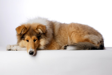 animal, canine, collie, natur,sheepdog, white