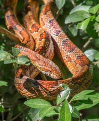 Naklejka premium Beautiful Corn Snake Coiled in Vegetation