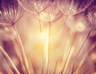 Beautiful dandelion background
