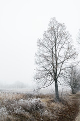 Obraz na płótnie Canvas Beautiful winter landscape