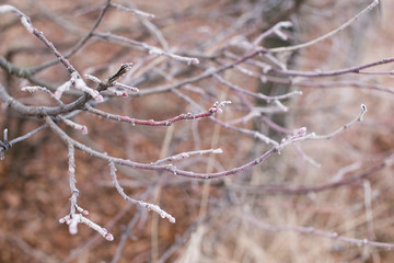 Fototapeta na wymiar Tree branches covered with hoarfrost