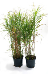 Carex muskingumensis in a pot