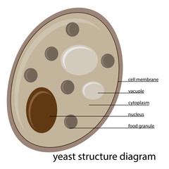 vector yeast structure diagram