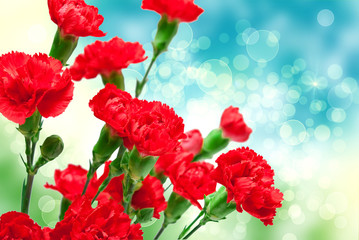 carnation flower - 78129061