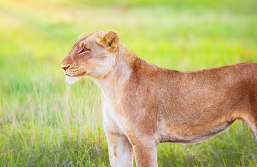 Obraz premium South African wild lioness