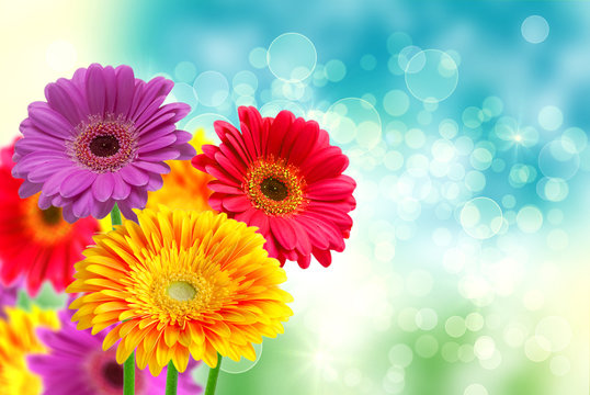 Fototapeta Gerber flower