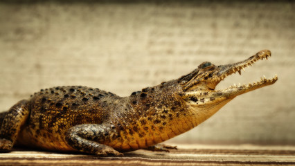 Crocodile with open mouth