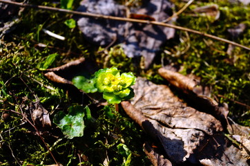 Young green plant growing in the forest