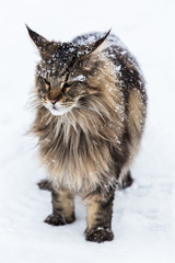 Fototapeta premium Maine Coon cat in snow