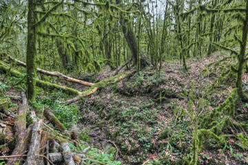 Yew-tree grove, Sochi caucasian biosphere reserve