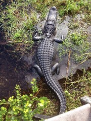 American Alligator viewed from above