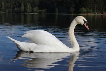 Swan on the lake 