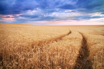 Meadow of wheat. Beautiful landscape.