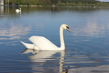Swan on the lake 