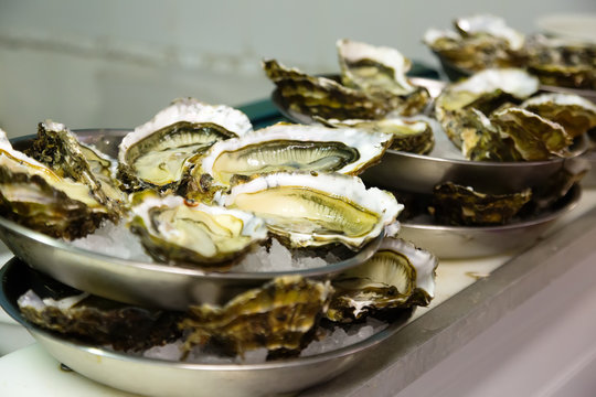 Oysters on plates