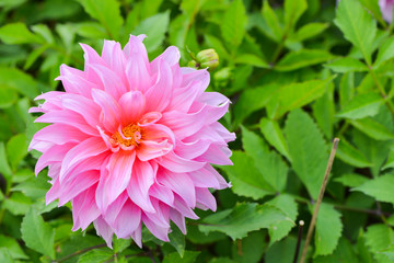 Hybrid pink chrysanthemum flower