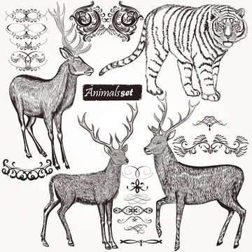 Collection of vector hand drawn animals and flourishes in vintag