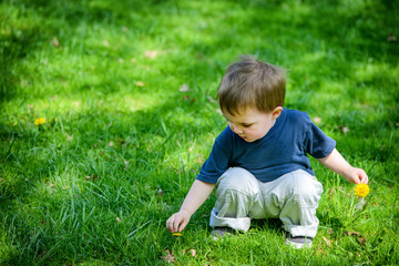 Young Boy Picking Dandelion Flowers