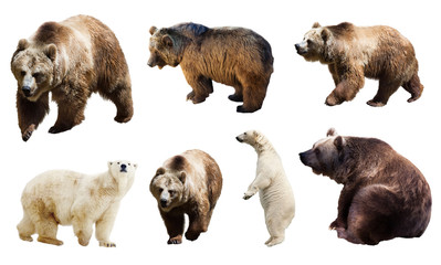 Set of many bears. Isolated over white