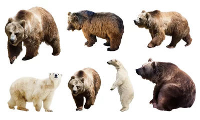 Photo sur Plexiglas Ours polaire Set of many bears. Isolated over white