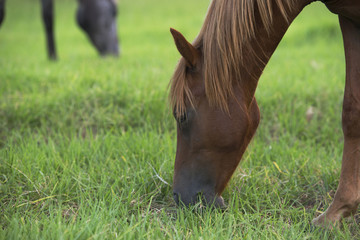 Obraz premium Horses grazing in the outback, in Brisbane - Queensland.
