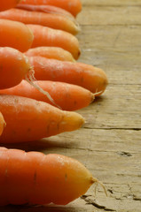 Daucus carota Karotte Zanahoria Carrot Carotte ニンジン