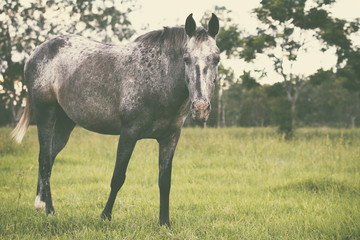 Single horse grazing in the outback, in Brisbane - Queensland.