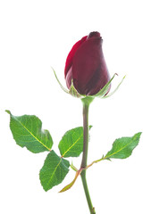 Fototapeta premium Red rose.