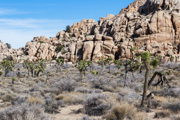 Joshua Trees