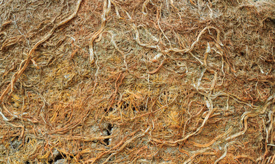 Fototapeta na wymiar Old squeeze root texture in potted
