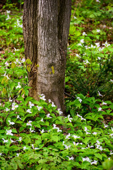 White Trilliums Ground Around the Base of a Tree