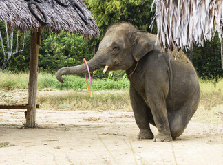 Elephant show in jungle