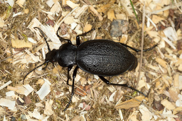 Ground beetle, Carabus coriaceus