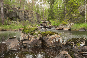 Natural river running through a natural forest in sweden