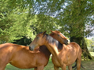 Beautiful horses in love