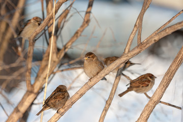 flock of sparrows