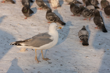 pigeons and seagull